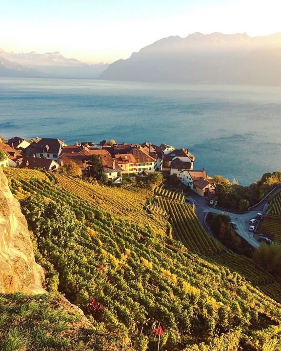 A vineyard on a hillside overlooking a lake with houses and mountains in the background.