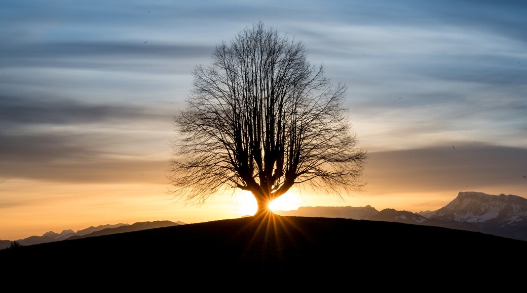 Een boom zonder bladeren, silhouet tegen een ondergaande zon met bergen op de achtergrond.