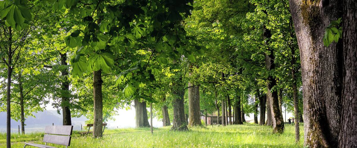 A park with a bench, trees, and a lake in the background.