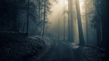 Fog lingering about in the forest, the sudden appearance of the light streaming through the leaves created some sort of mysterious and spooky atmosphere that made us quicken our steps to the open field, not for the faint-hearted ah!