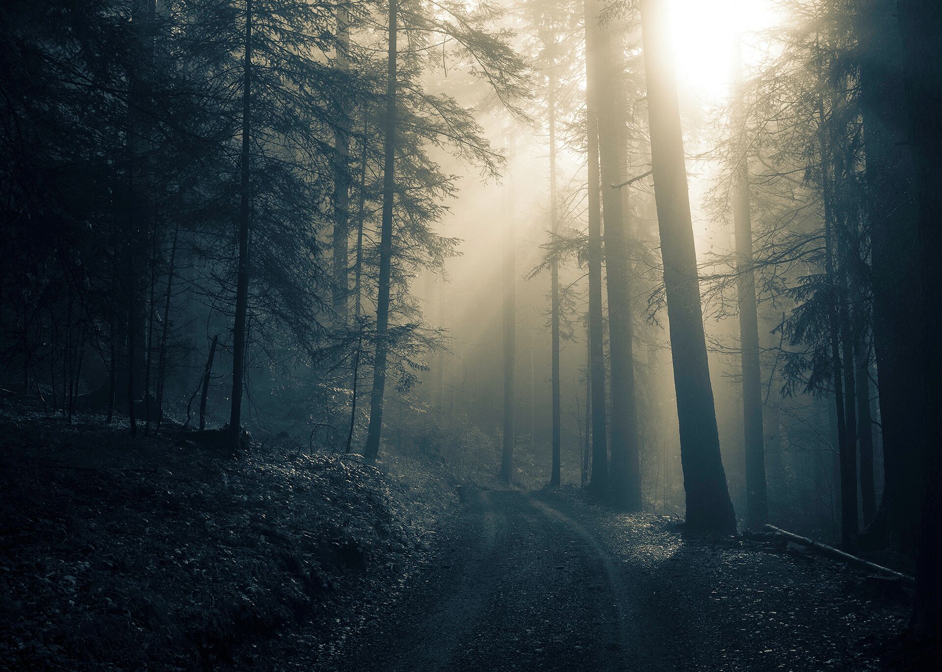 A forest with tall trees and a path. Sunlight filters through the trees.