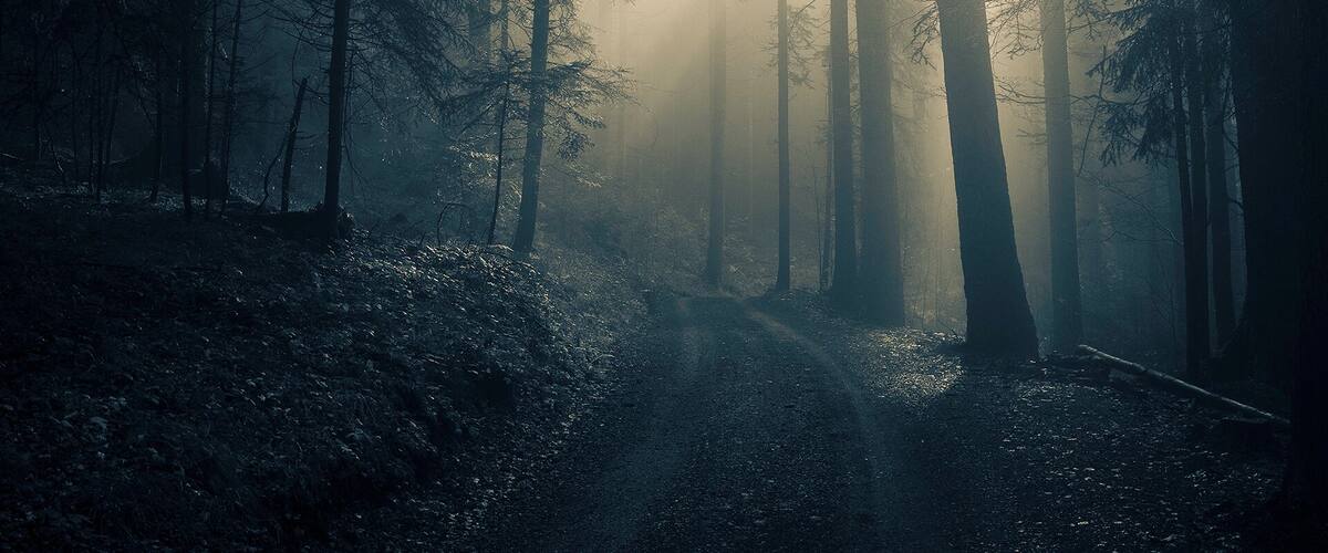 A forest with tall trees and a path. Sunlight filters through the trees.