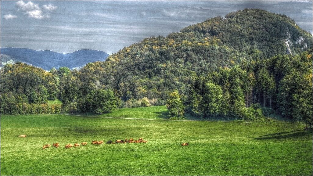 A green field with cows, a forested hill, and distant mountains.