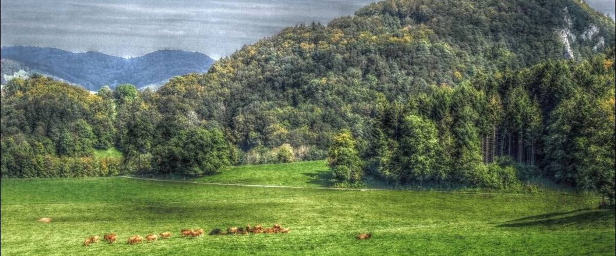 A green field with cows, a forested hill, and distant mountains.