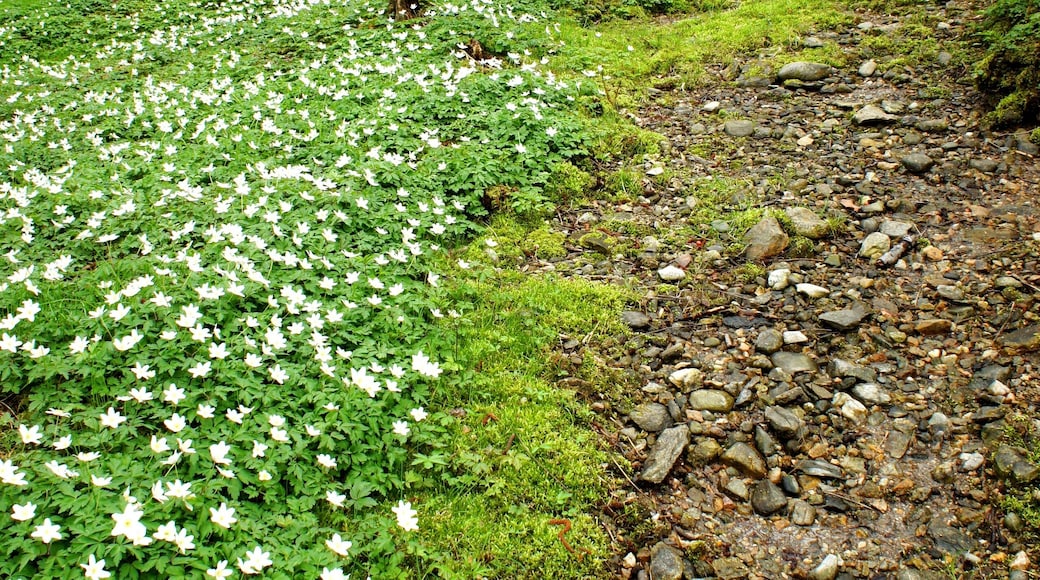 Collina d'Oro, Switzerland