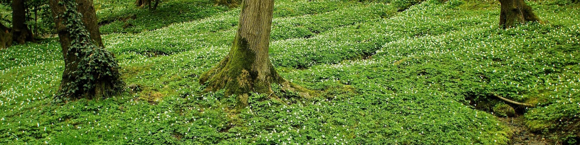 Collina d'Oro, Switzerland