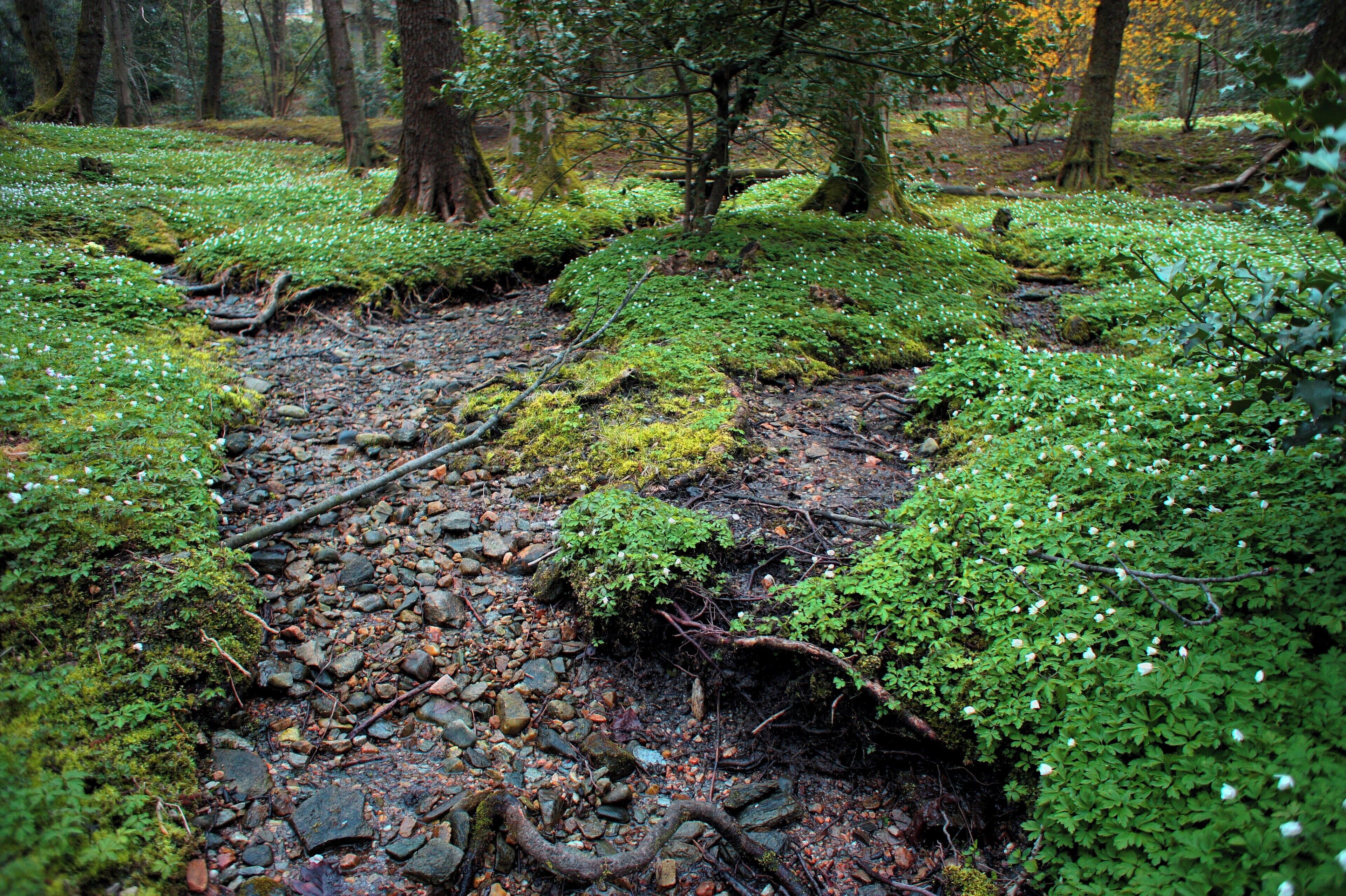 A forest floor covered with moss and small white flowers, surrounded by trees.