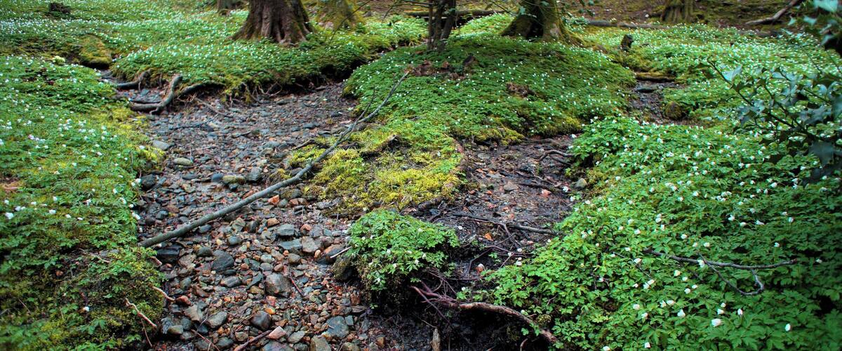 A forest floor covered with moss and small white flowers, surrounded by trees.