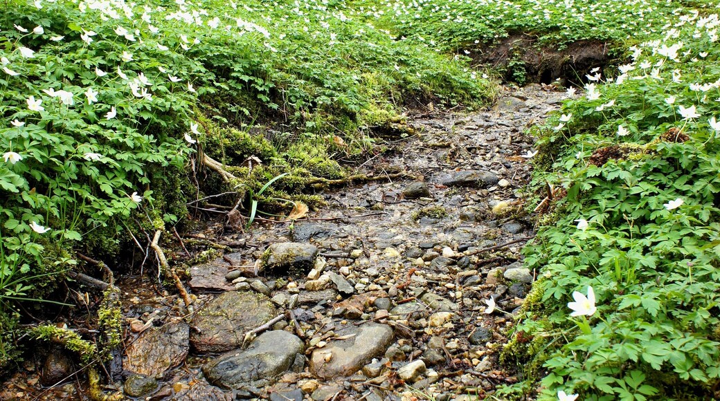 Collina d'Oro, Switzerland
