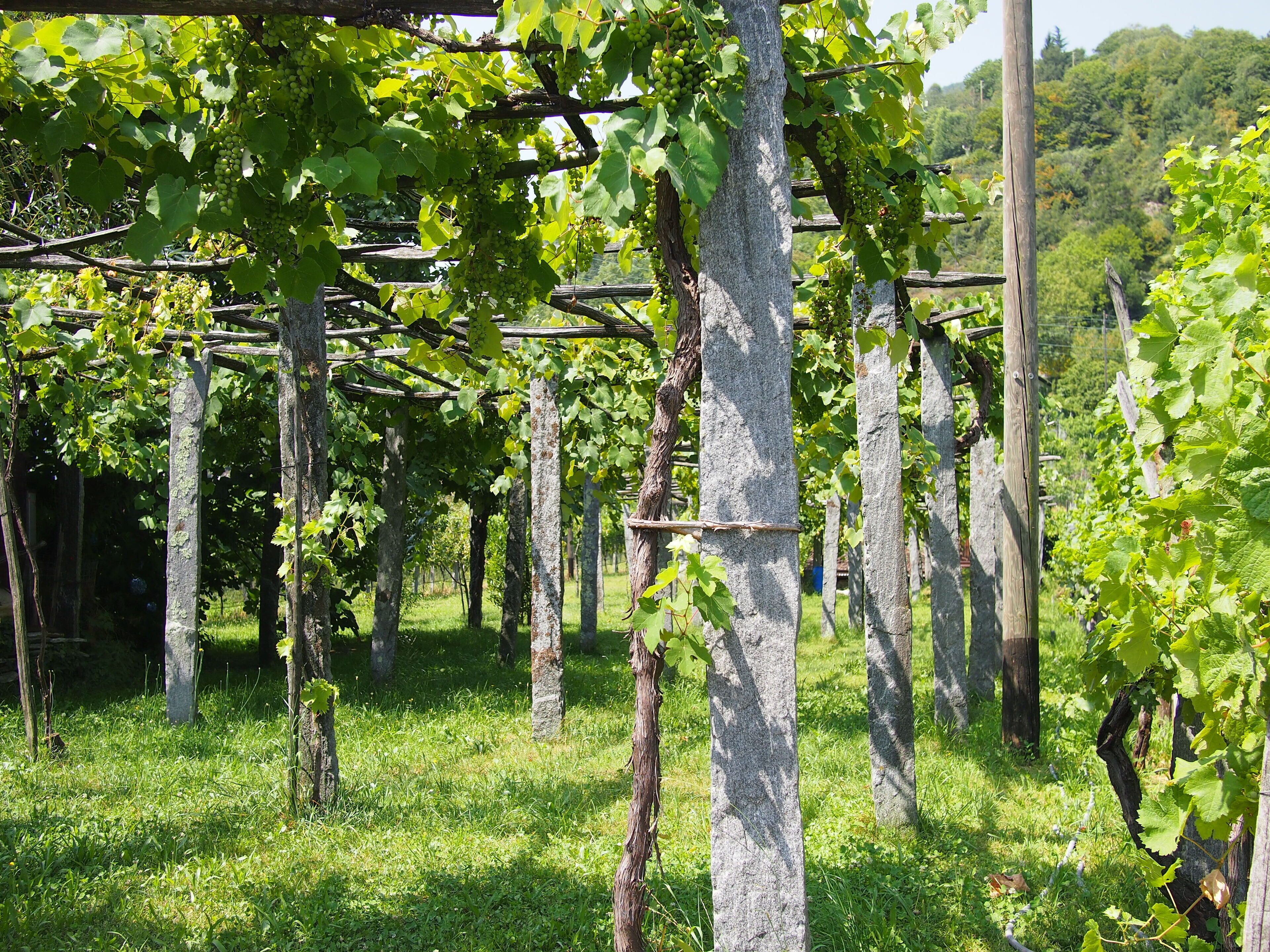A vineyard in Intragna, Switzerland.
