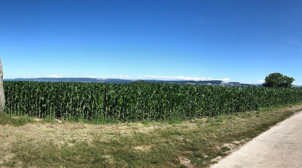 Menhir in the high of Grandson, VD, Switzerland From the village, take the road to Fiez, after the speedway bridge, take the first path on your right (not for cars) In the background left: lake Neuchatel In the Background right: village of Grandson Right: Path to the road to Fiez (right), Grandson (left)