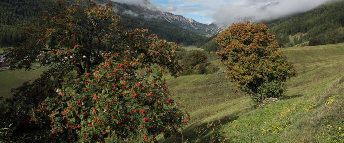 A valley with red flowering trees, green hills, and mountains in the background.