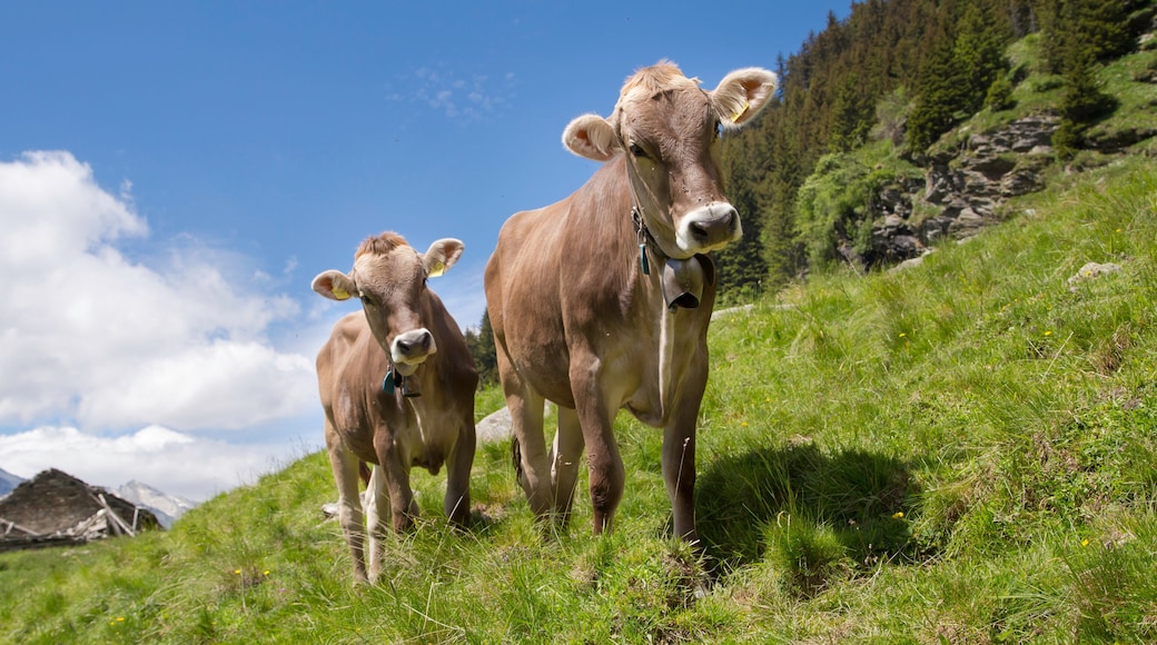 Happy cows in the Alps
