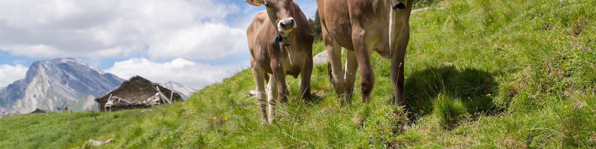 Happy cows in the Alps