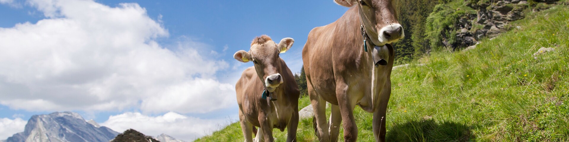 Happy cows in the Alps