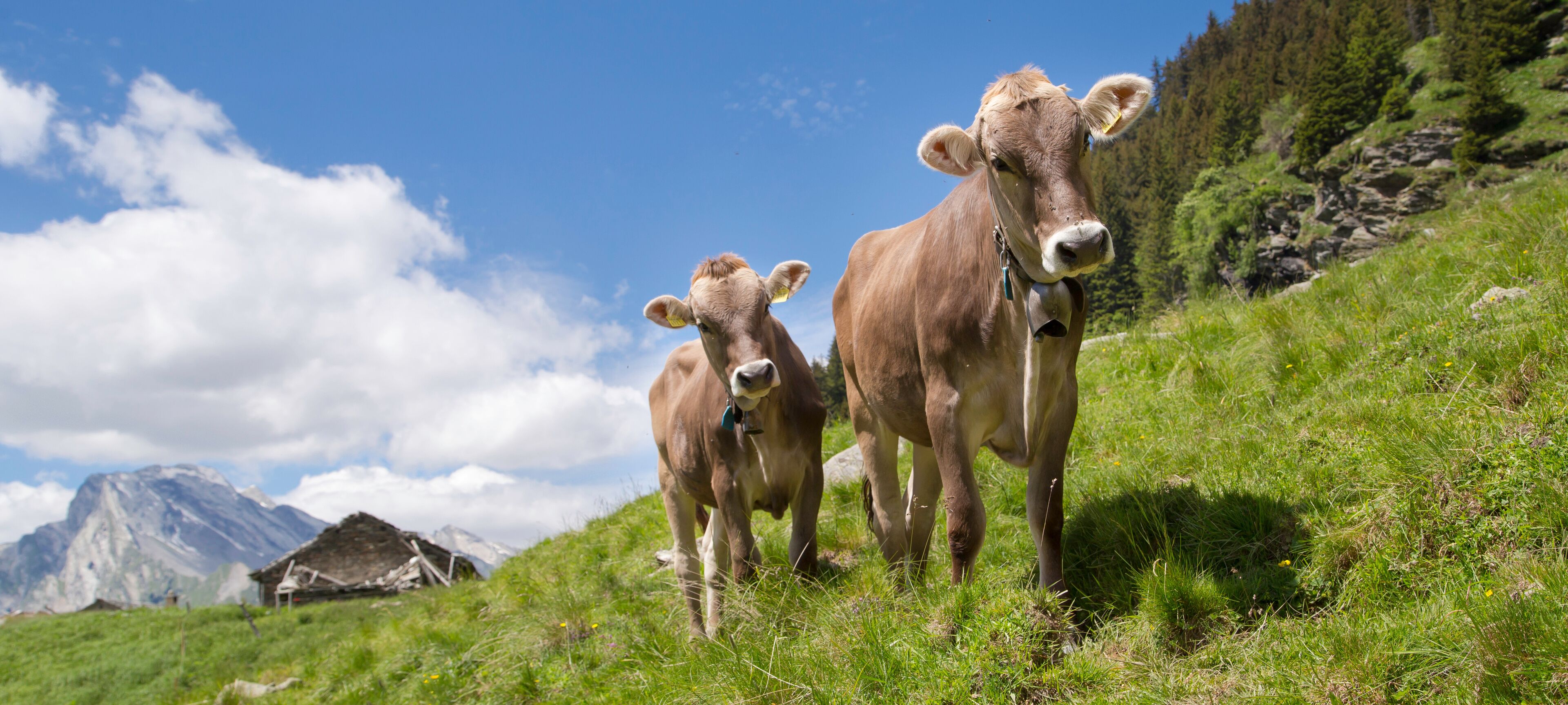 Two cows on a grassy hillside with a mountain in the background.