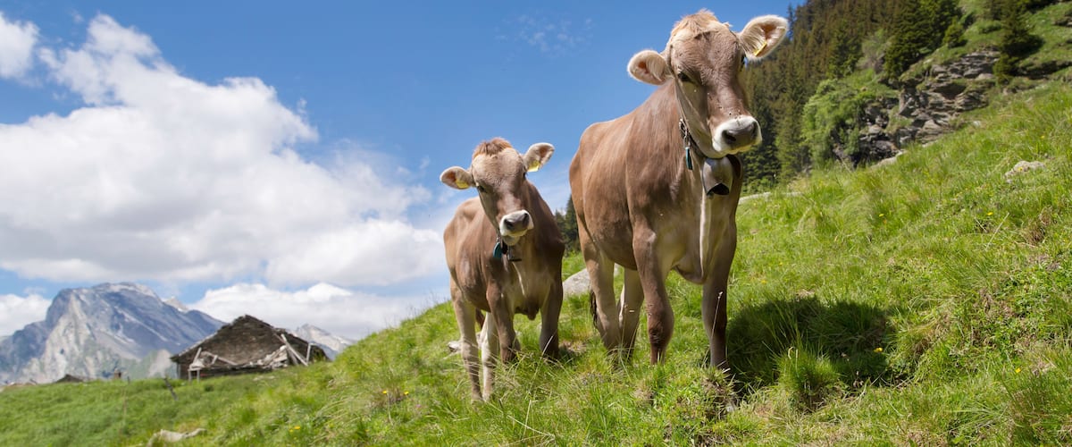 Two cows on a grassy hillside with a mountain in the background.