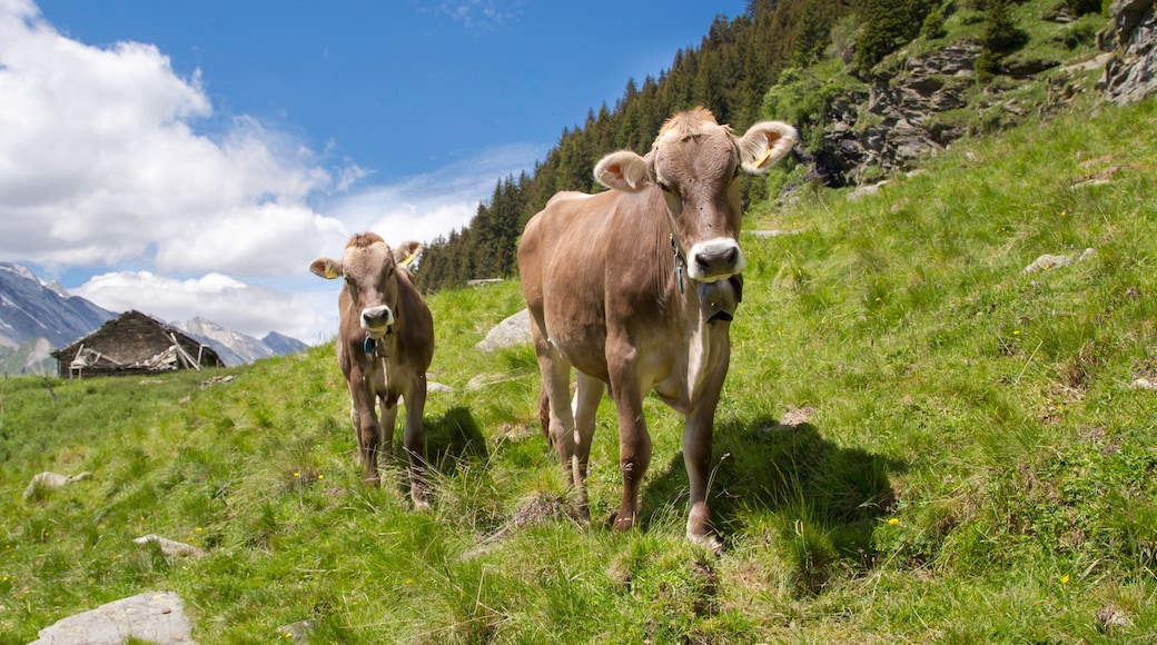 Happy cows in the Alps