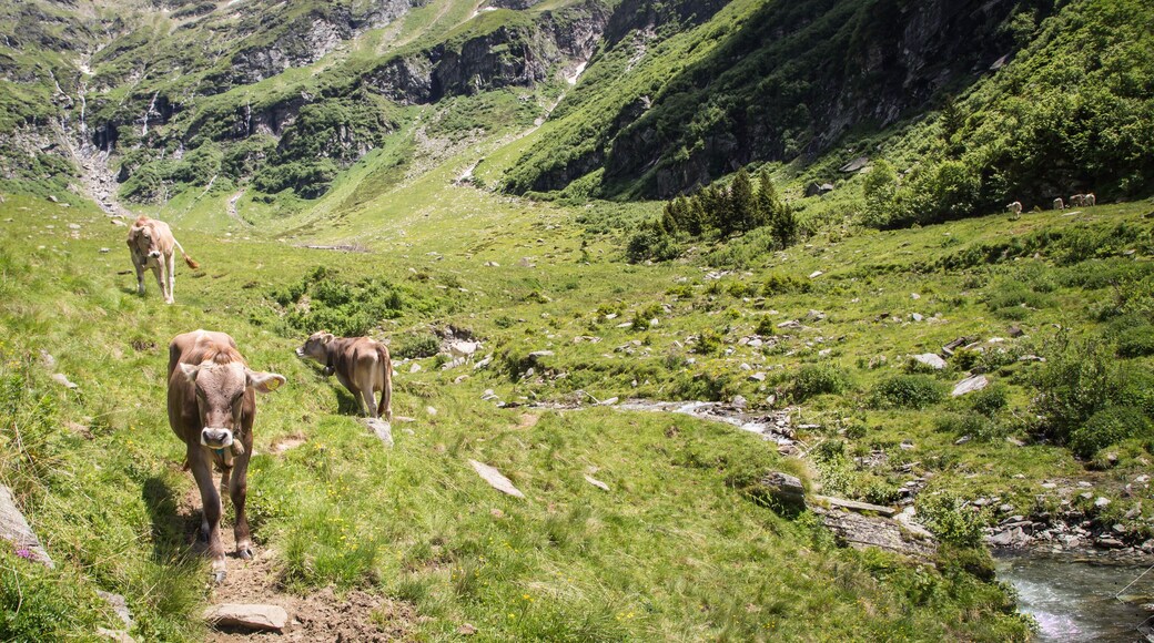 Happy cows in the Alps