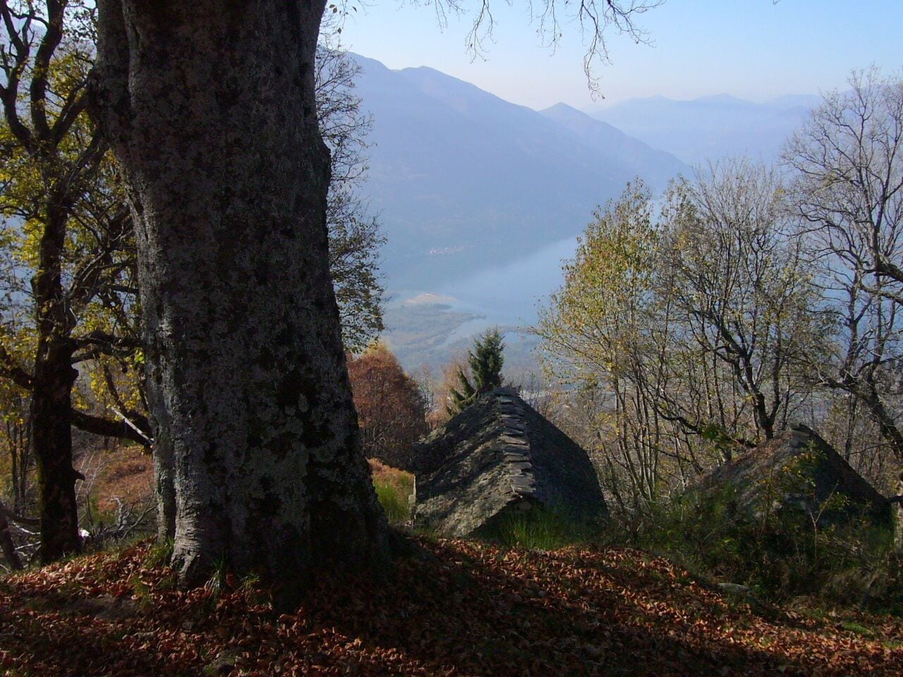 A mountainous landscape with a large tree in the foreground and a view of distant mountains.