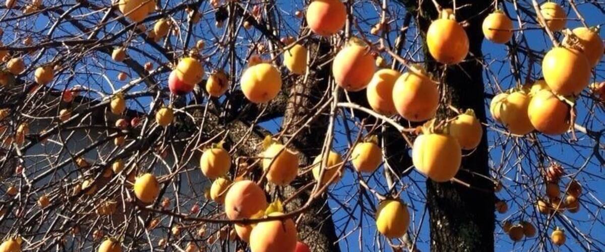 A tree with numerous orange fruits against a clear blue sky.