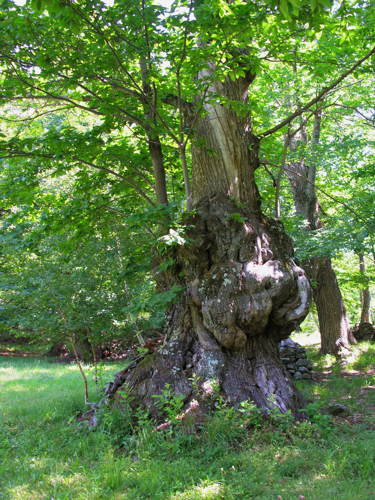Switzerland, Graubünden, Castasegna
