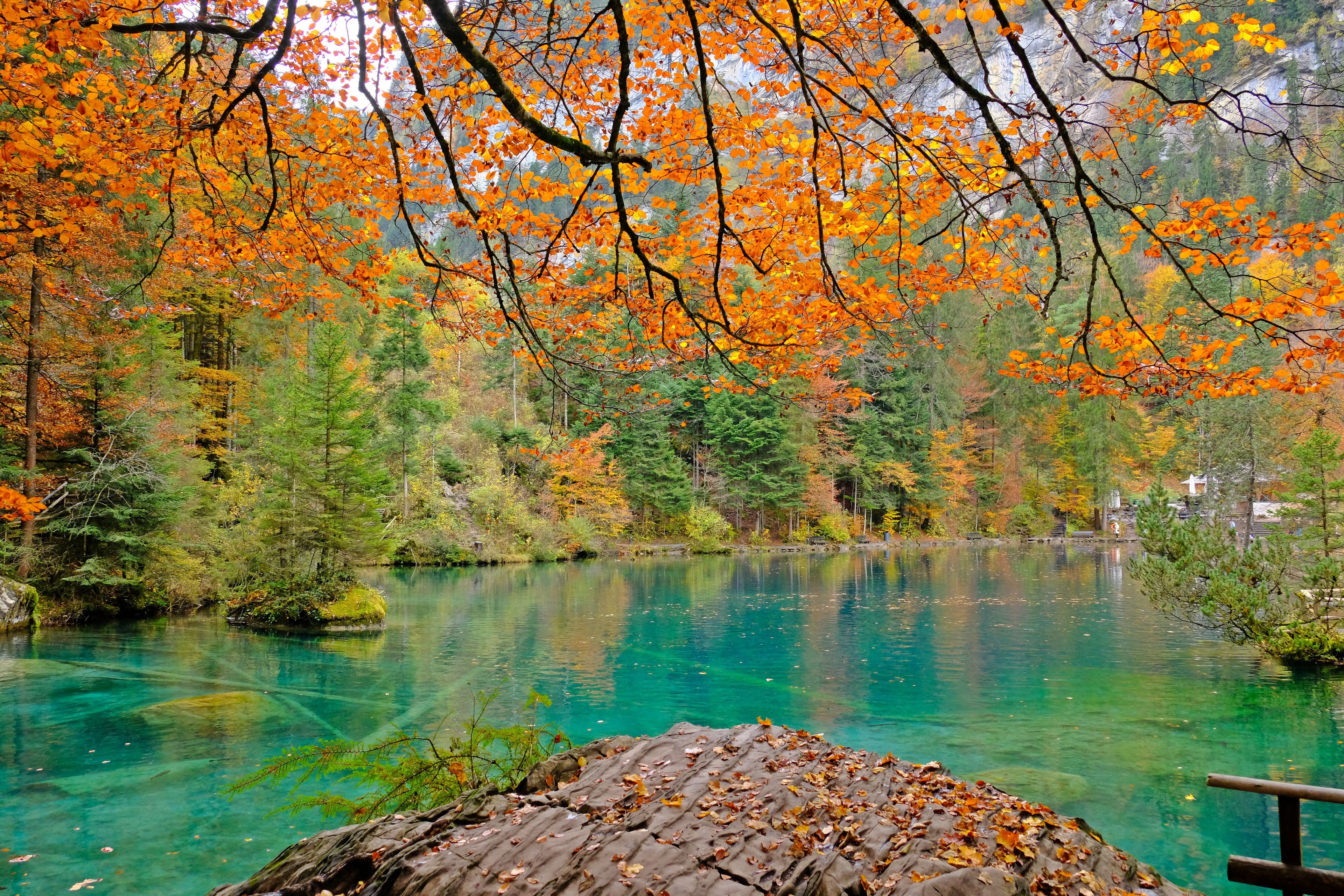 Colorful leaves during Fall or Autumn with a crystal bright blue lake and a rock at Blausee, Kandergrund, SWITZERLAND.