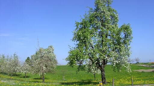 Bodenseeregion im Frühling