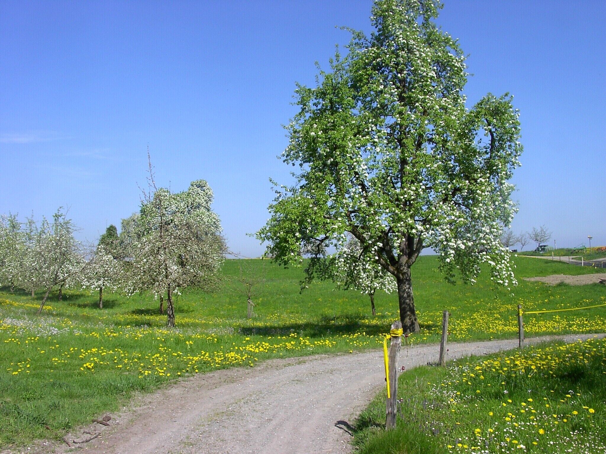A rural landscape with a dirt path, blooming trees, and a clear blue sky.