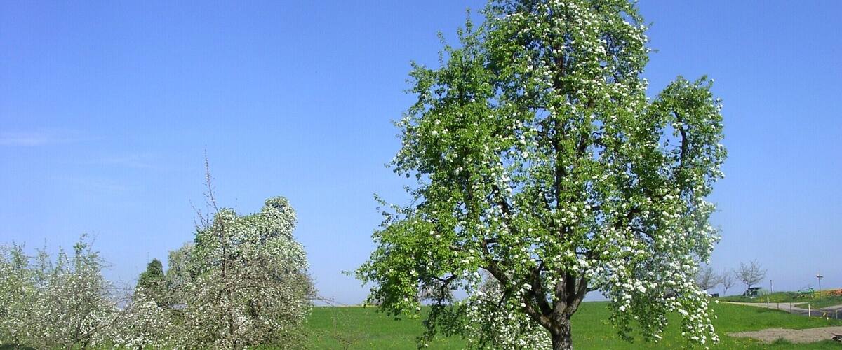 A rural landscape with a dirt path, blooming trees, and a clear blue sky.