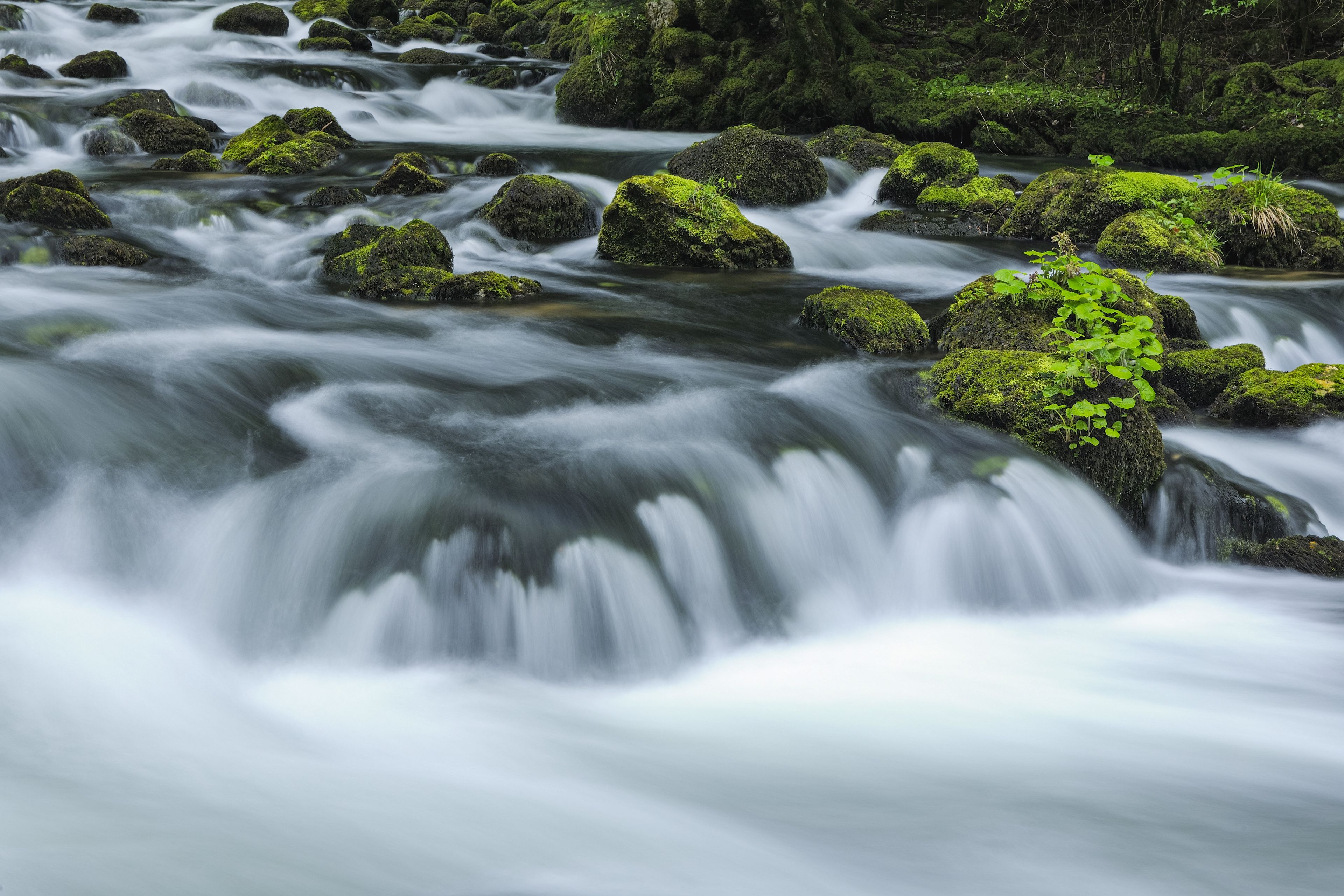 A fast-flowing river with moss-covered rocks and lush greenery.