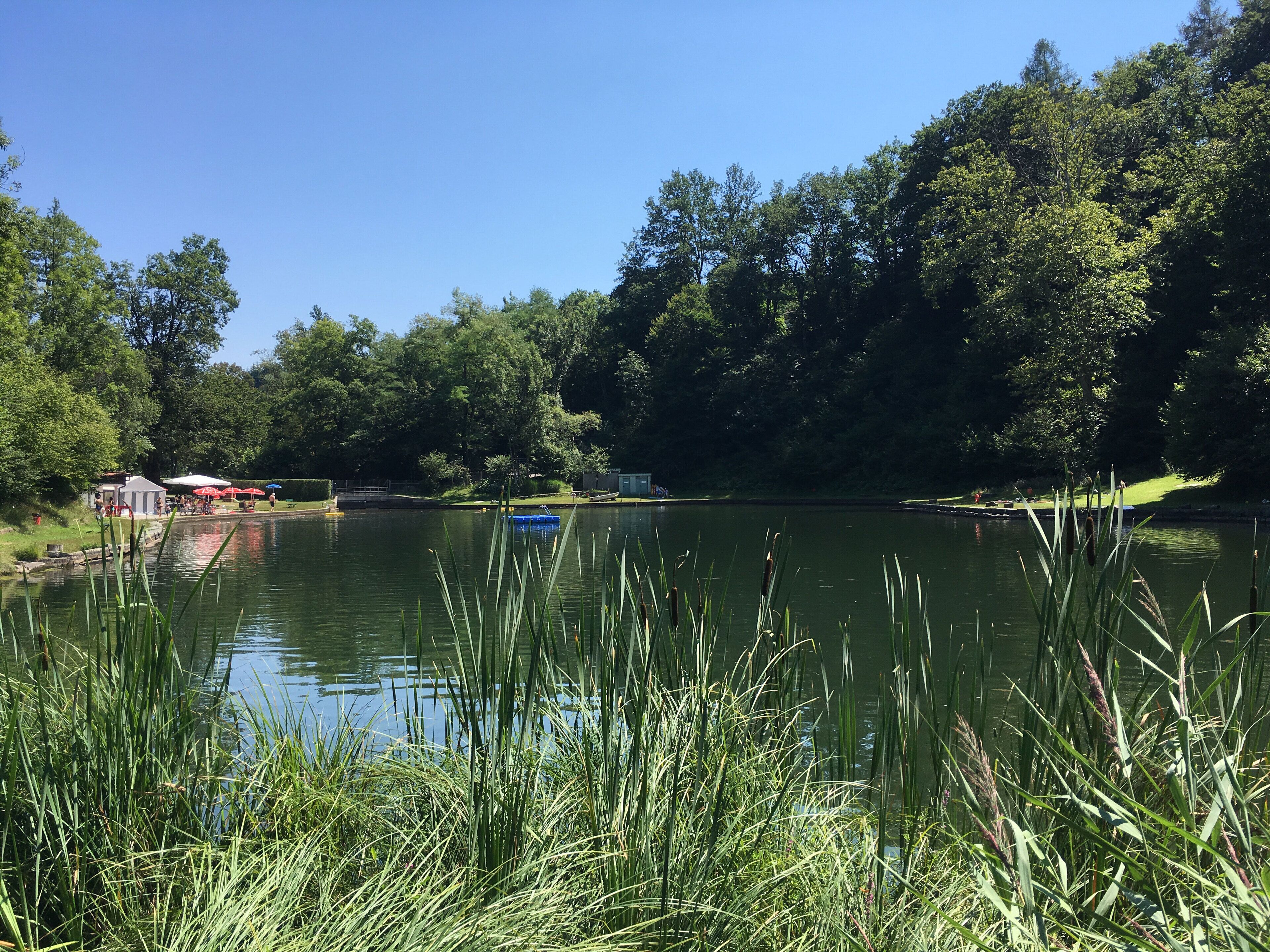 A calm lake surrounded by lush greenery and trees.