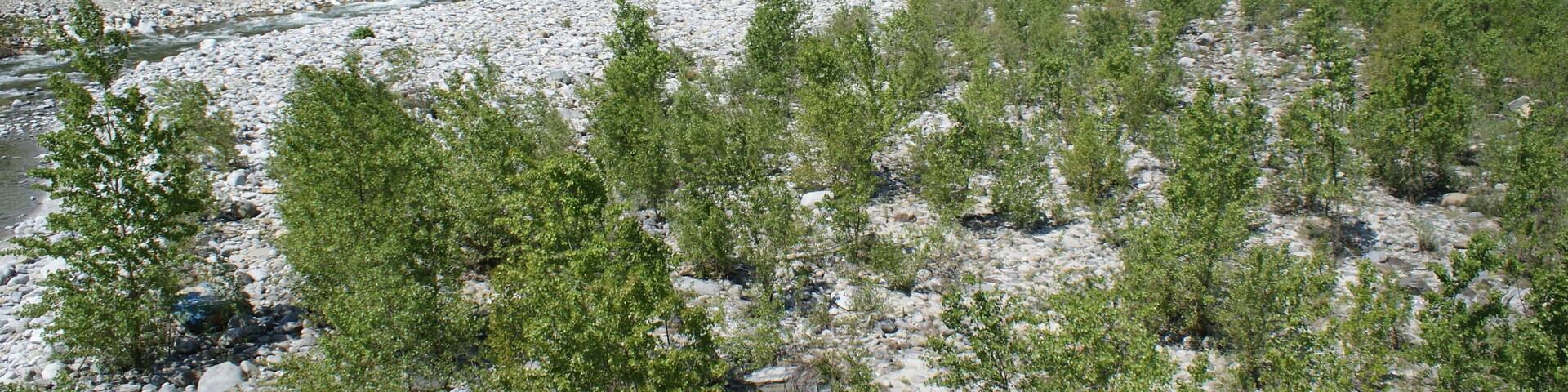 Flussbett der Melezza auf der Höhe von Tegna. Das Bild zeigt das durch Pioniergehölze Bewachsene Flussbett mit Blick flussaufwärts. Die Melezza führt zum Zeitpunkt der Aufnahme sehr wenig Wasser.
