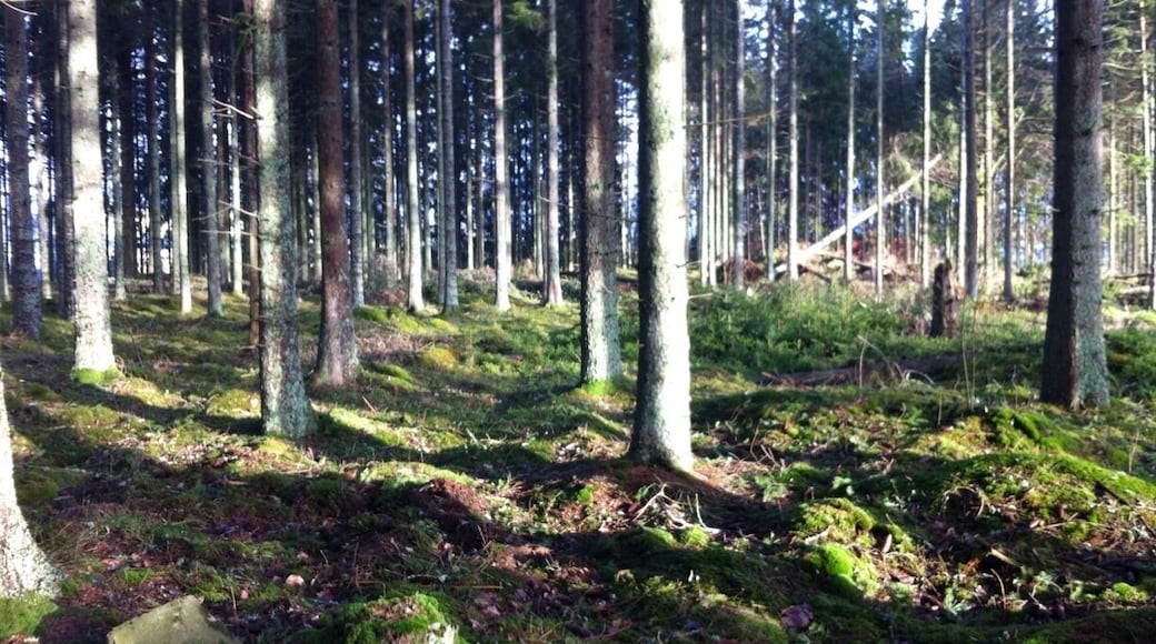 Beautiful afternoon lights hitting the trees in the forest.