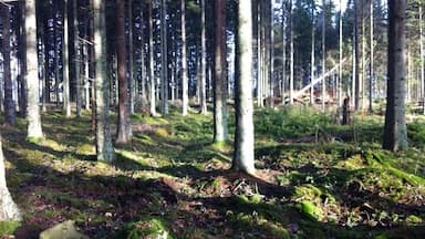 Beautiful afternoon lights hitting the trees in the forest.