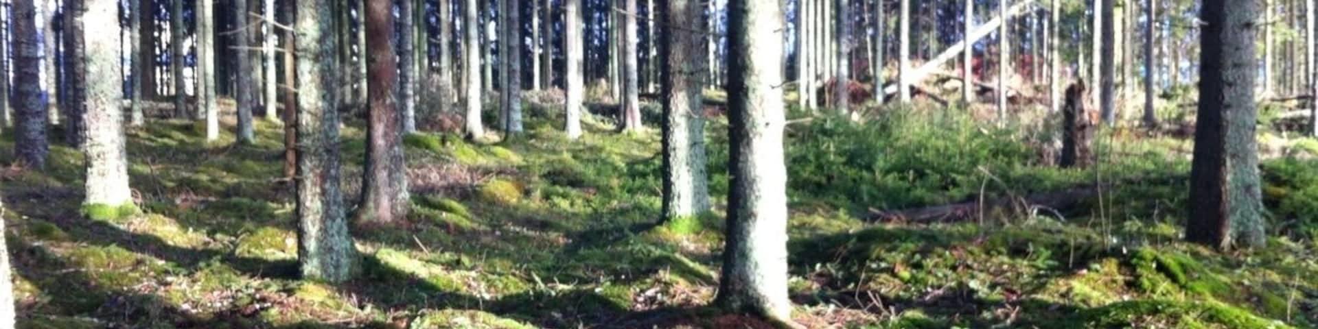 Beautiful afternoon lights hitting the trees in the forest.