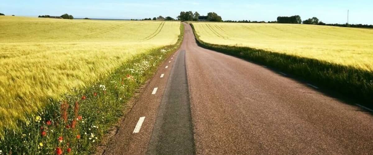 A rural road curving through a field of yellow crops under a clear blue sky.