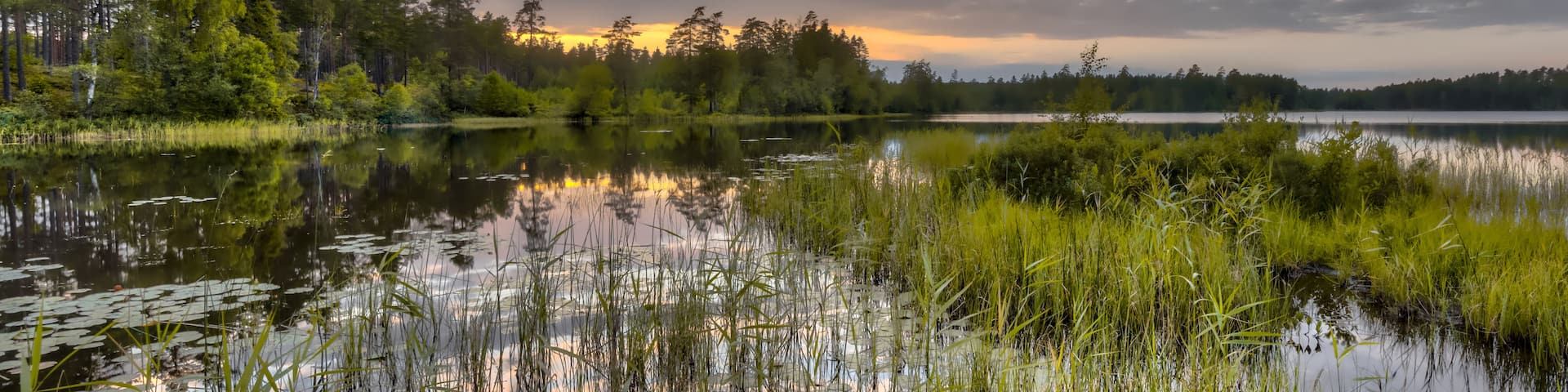 A lake surrounded by trees and reeds with a cloudy sky.
