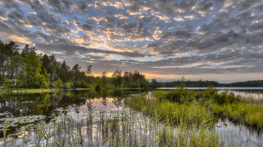 Un lago rodeado de árboles y juncos bajo un cielo nublado.