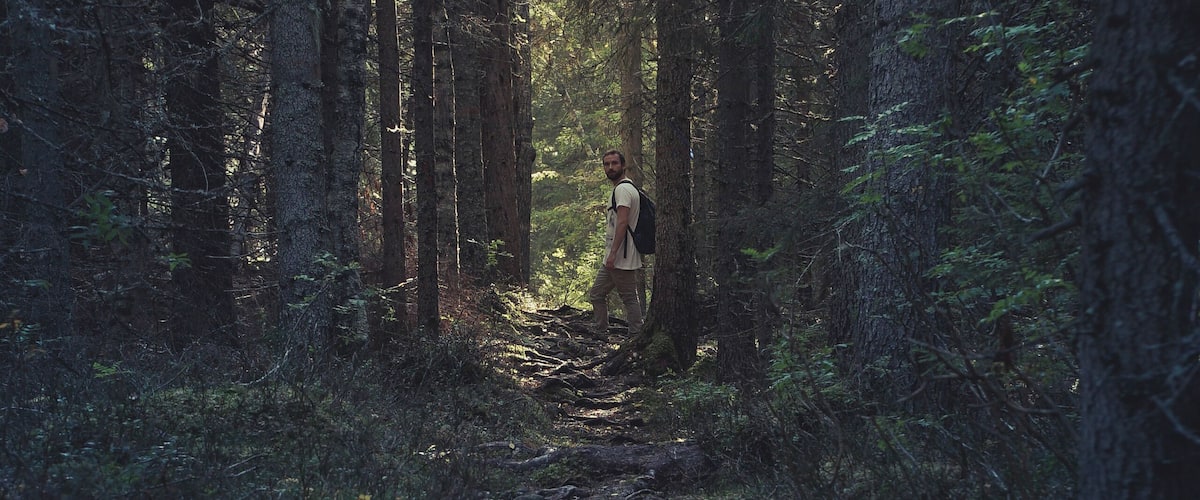 A forest path with tall trees and a person walking away from the viewer.
