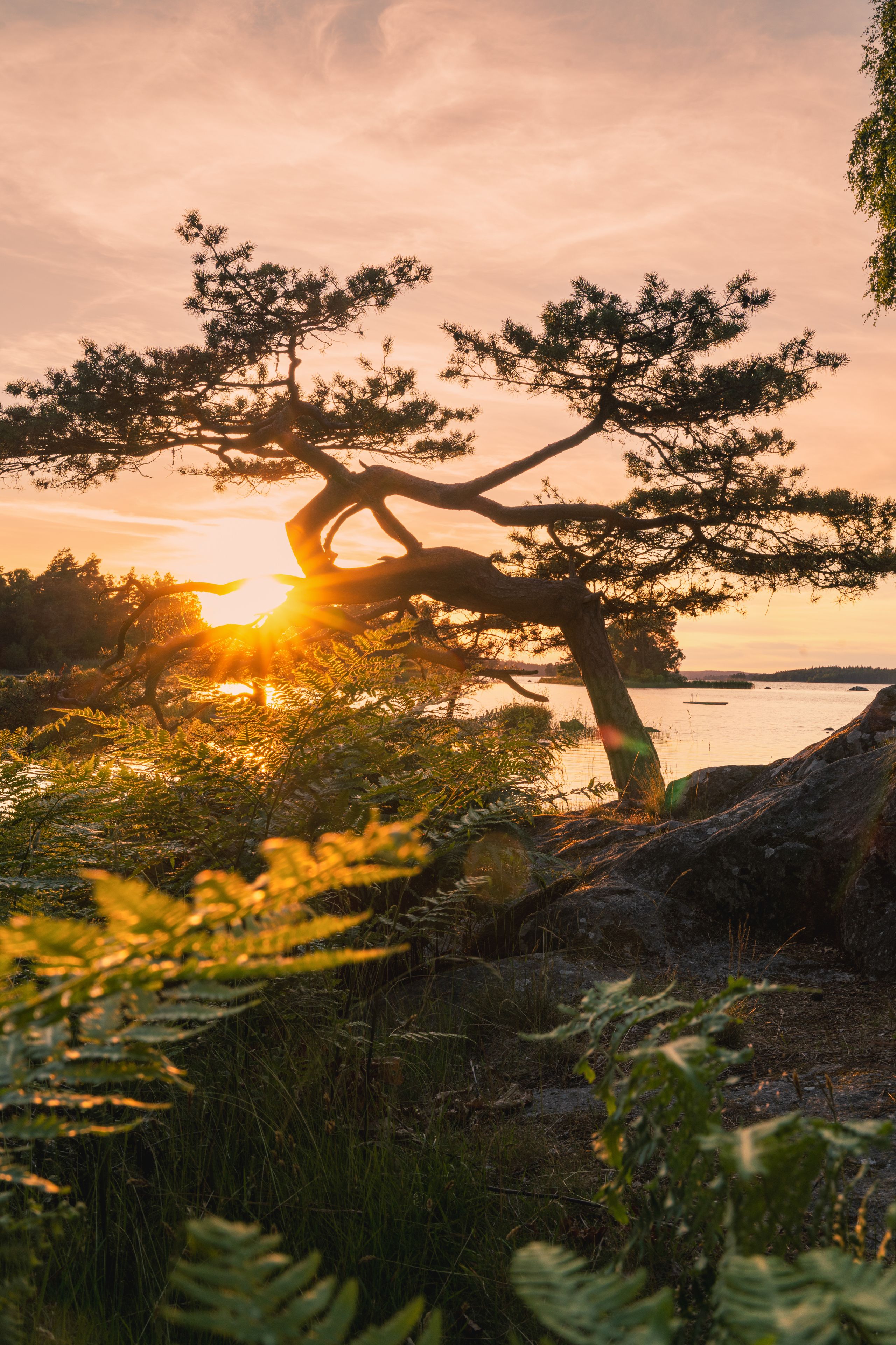 Sonnenuntergang in Schweden. Die Sonne geht hinter einer knorrigen Kiefer am Ufer eines Sees unter. Die Sonnenstrahlen scheinen durch die Äste. Ruhe und Naturverbundenheit werden ausgestrahlt.