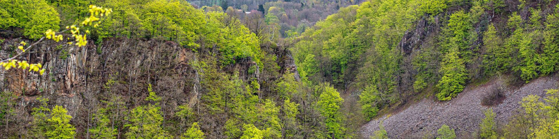 Amazing vibrantly green spring foliage on large trees in a national park forest in Scania, southern Sweden