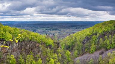 Amazing vibrantly green spring foliage on large trees in a national park forest in Scania, southern Sweden