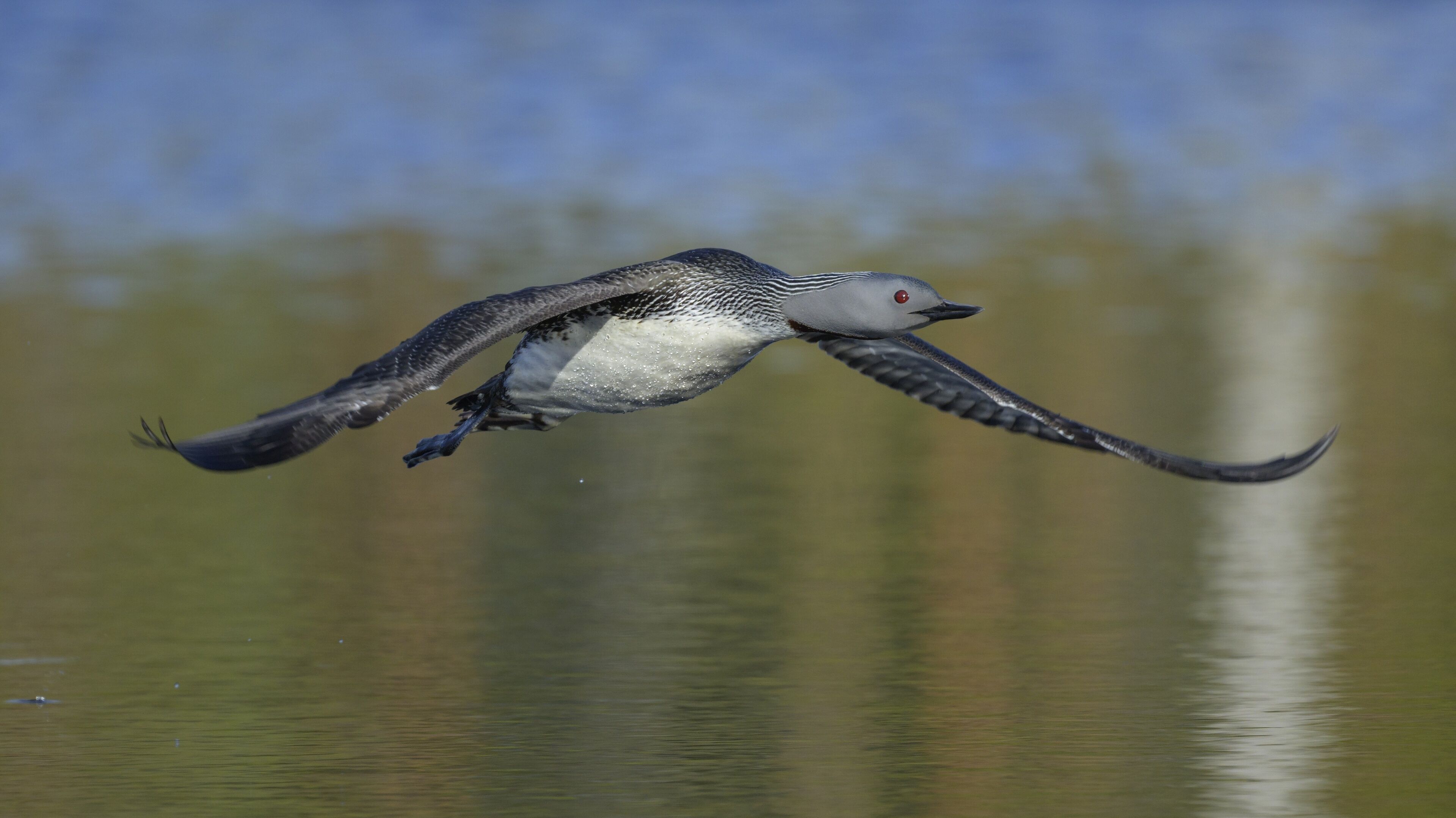 Red-throated diver (Gavia stellata), in flight over a bog lake, Värmland, Sweden, Scandinavia