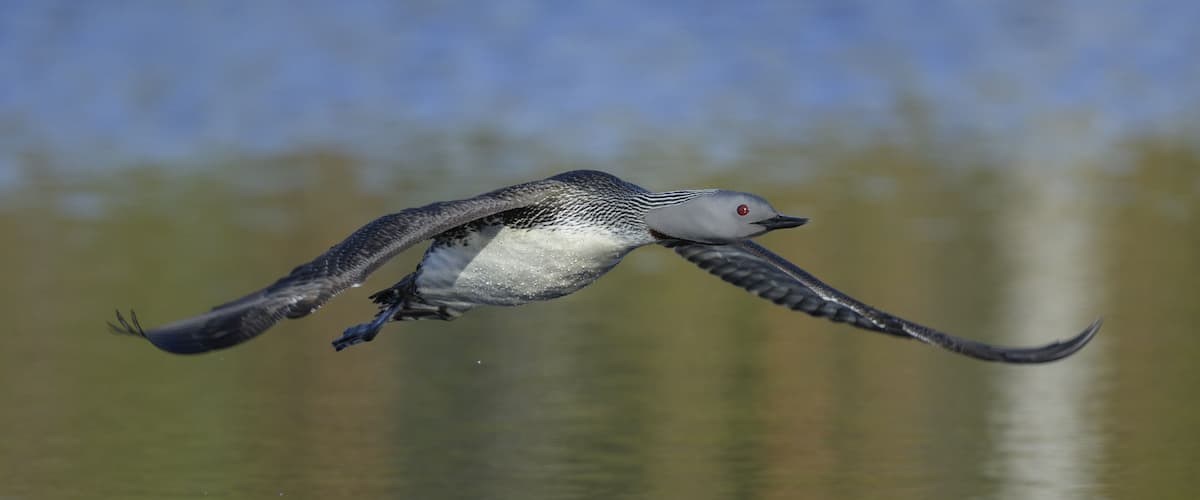 A bird in flight over a body of water.