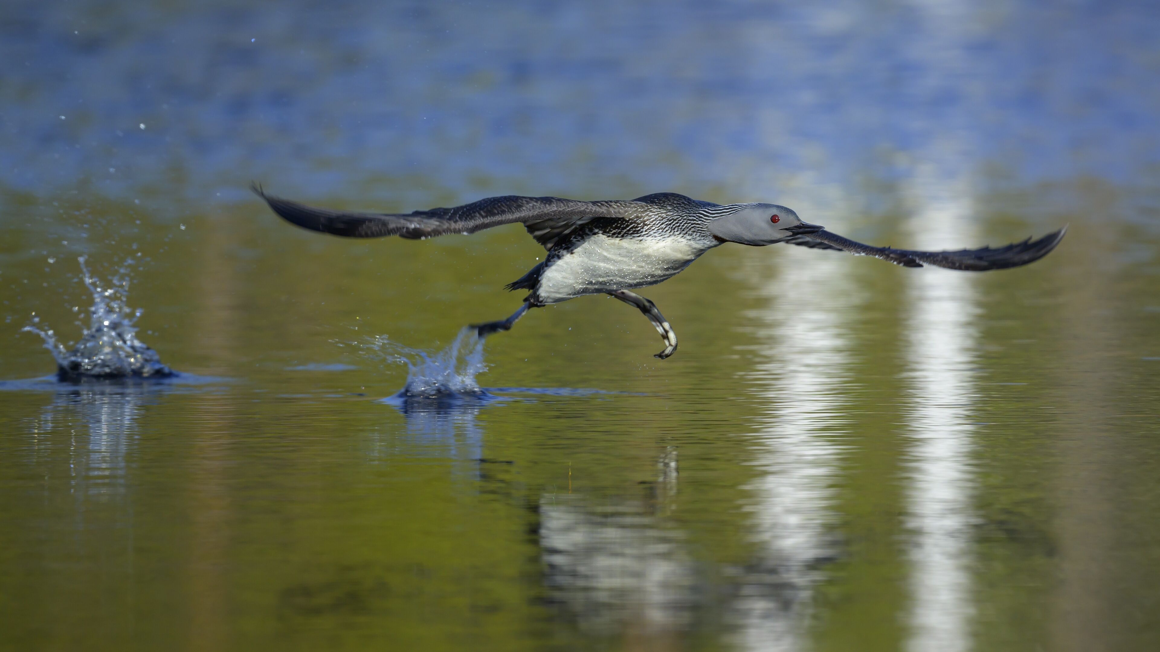 Red-throated diver (Gavia stellata), taking off from a bog lake, Värmland, Sweden, Scandinavia