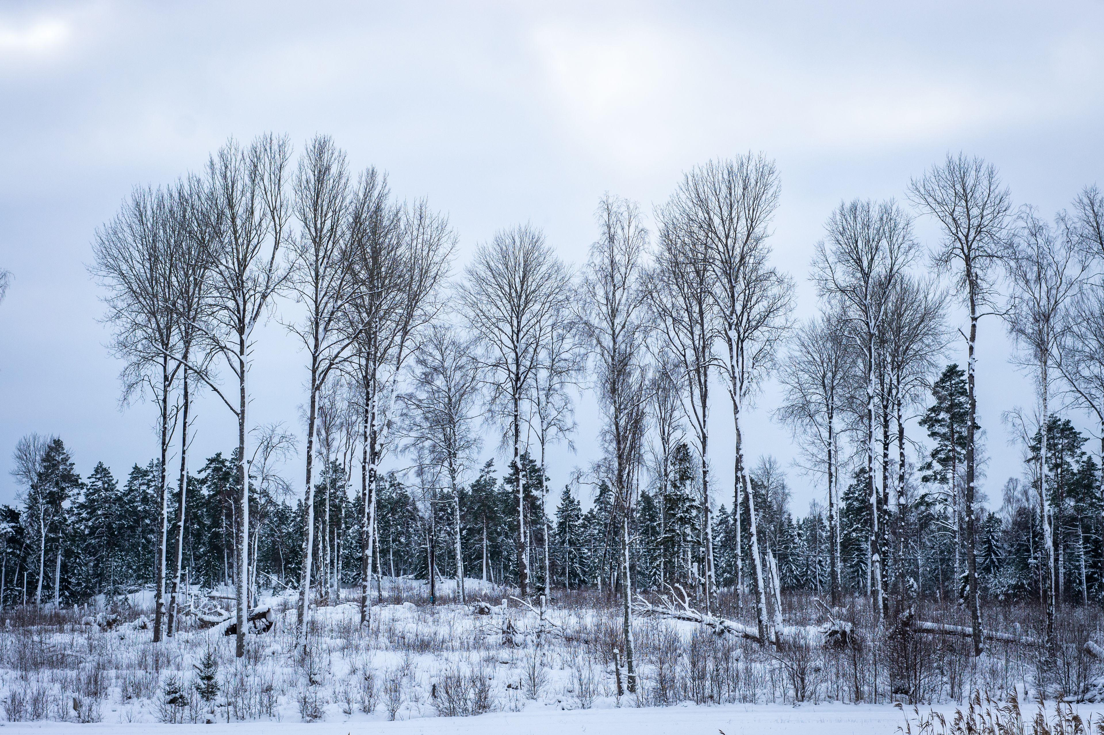 Un bosque nevado con árboles altos y un cielo nublado.