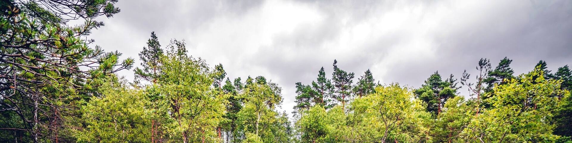Nature reserve with trails made of planks in magical nature.