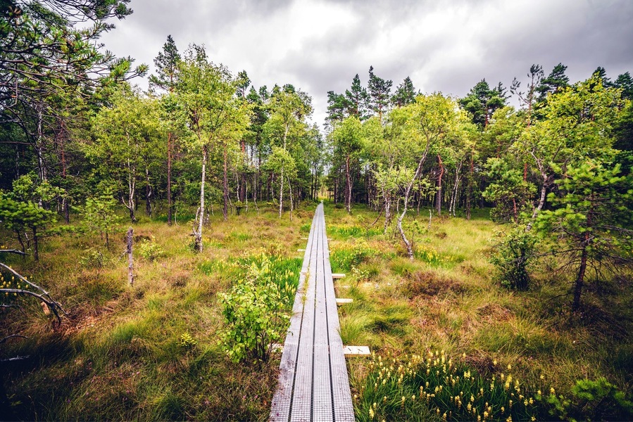 Nature reserve with trails made of planks in magical nature.