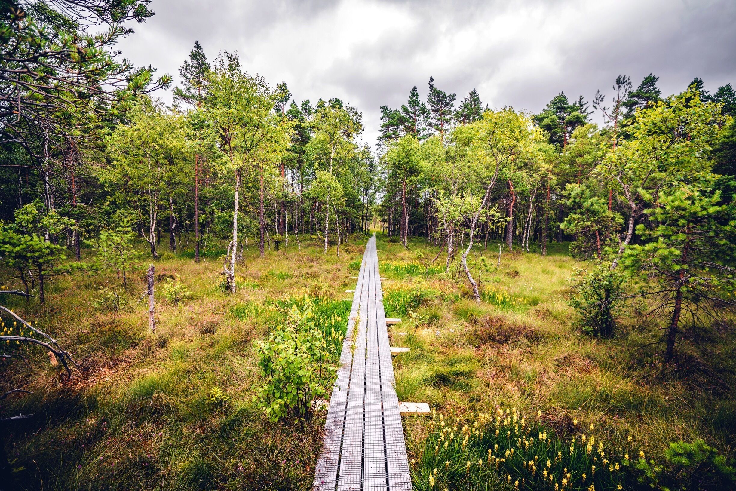 A wooden boardwalk through a dense forest with tall trees and wildflowers.
